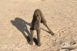 تابه‌حال شتر یک روزه دیده بودید؟+ویدئو
