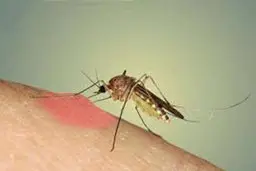 اگر می خواهید پشه نیشتان نزند از این رنگها لباس انتخاب کنید