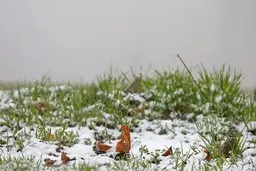 بارش برف بهاری در تهران 