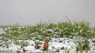بارش برف بهاری در تهران 