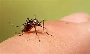 هشدار متخصص بیماری‌های عفونی درباره گسترش تب دنگی در ایران | ضرورت مدیریت بهداشتی پسماند و احتیاط در برابر پشه آئدس