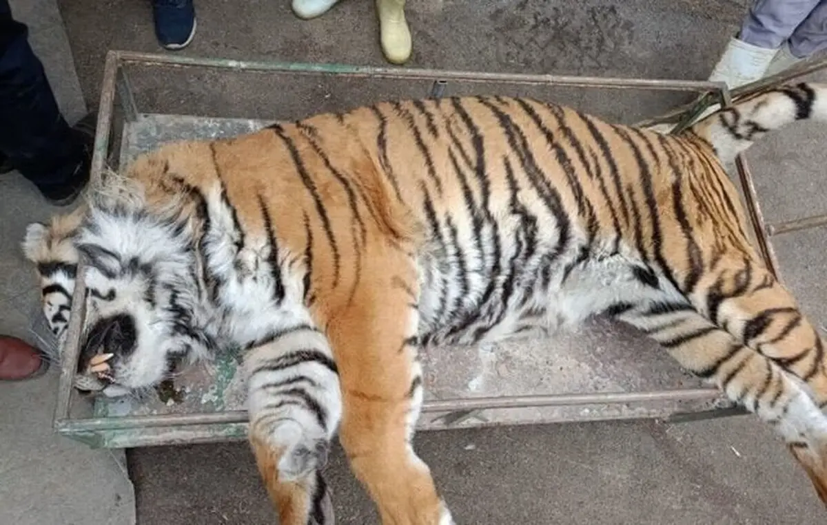 ببر الیمالات قربانی بی‌قانونی در دل جنگل | مرگ سومین حیوان مجموعه سافاری مازندران