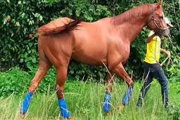  اسب مسابقه‌ای مشهور و محبوب ونزوئلا کشته و خورده شد