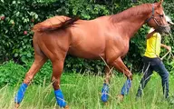  اسب مسابقه‌ای مشهور و محبوب ونزوئلا کشته و خورده شد