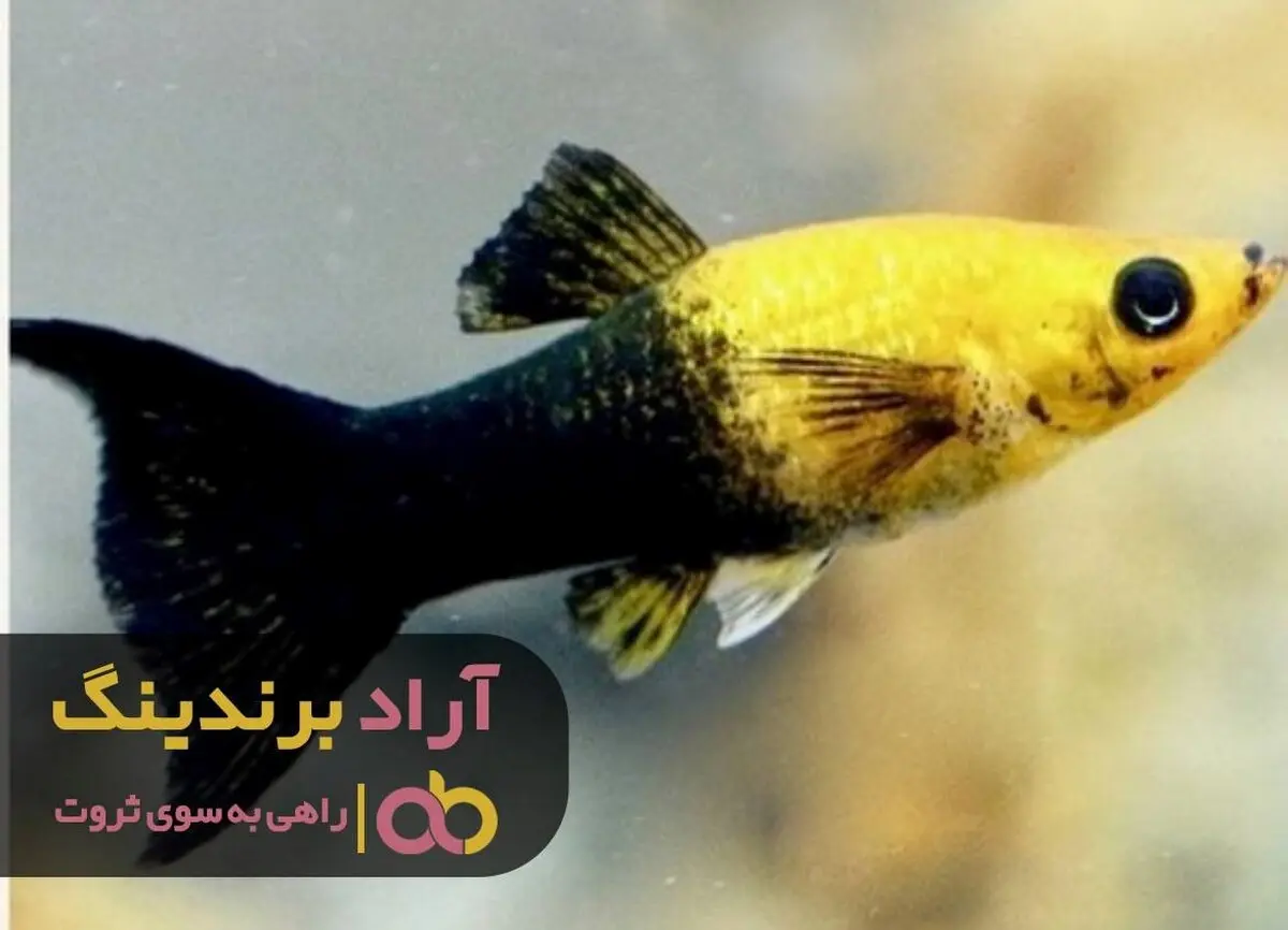 با این کسب و کار آینده ای درخشان خواهید داشت
