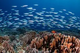 دستگاه باتر: از خمیر کردن استخوان تا آماده‌سازی ماهی برای غذا