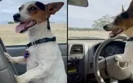 سگی که با رانندگی وانت گوسفندان را جمع می‌کند!+ ویدئو