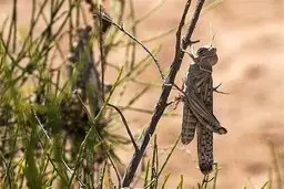 فائو هشدار داد: حمله ملخ ها از ایران به هند و پاکستان 