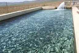تکیه بر ظرفیت‌های بومی لازمه توسعه آبزی‌پروری
