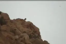 
 یک قلاده پلنگ در بهبهان مشاهده شد
