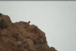 
 یک قلاده پلنگ در بهبهان مشاهده شد

