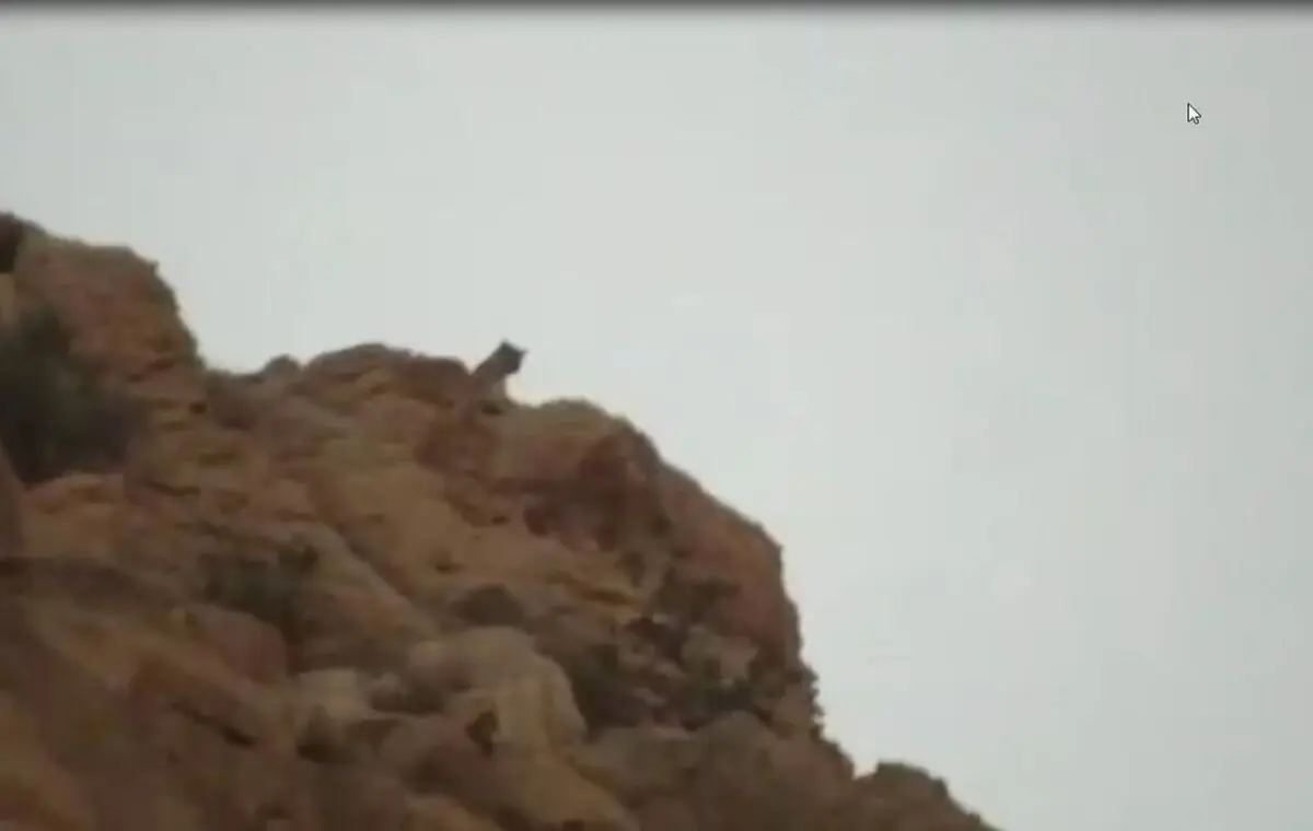 
 یک قلاده پلنگ در بهبهان مشاهده شد
