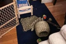 تست بینایی | اگر چشمان تیزبینی دارید خرگوش داخل عکس را پیدا کنید + پاسخ