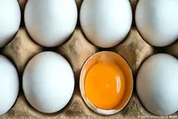 تشکیل کمیته تخصصی ساماندهی بازار مرغ و تخم‌مرغ 