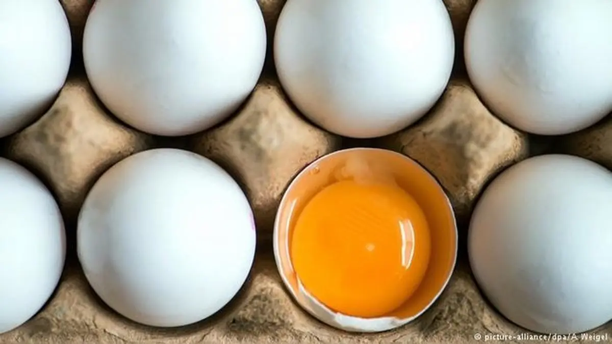 مرغ و تخم مرغ در بازار چند؟ 