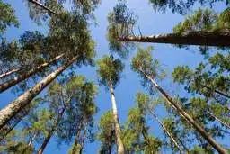 درختان، قربانیان خاموش کم آبی + ویدئو 