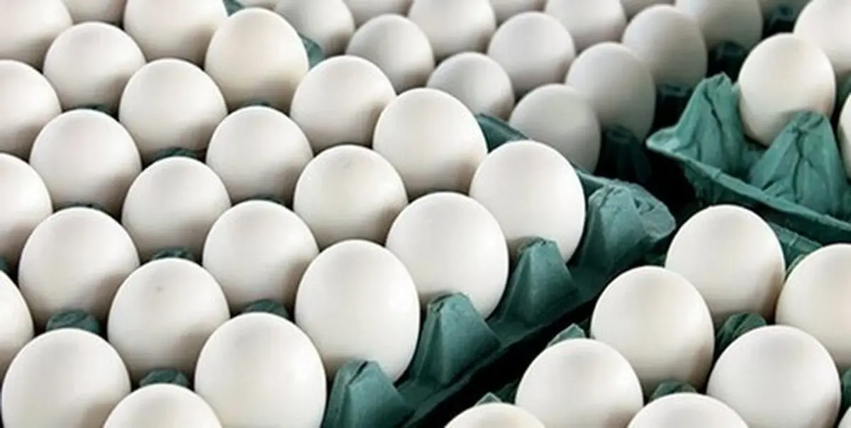 قیمت مصوب هر عدد تخم مرغ فله ۱۴۵۰ تومان است