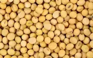 کشف بیش از ۱۳۵ تن سویا وارداتی قاچاق در خرم‌آباد