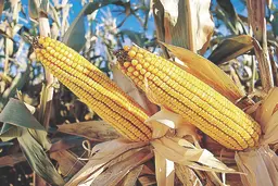  تغییر ژنتیکی محصولات نباید اولویت برای تولید غذا باشد