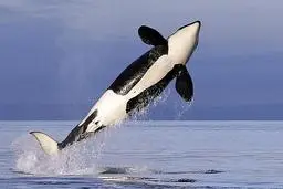 لحظه حمله نهنگ های قاتل به قایق گردشگری | قایق بعد از حمله غرق شد +ویدئو