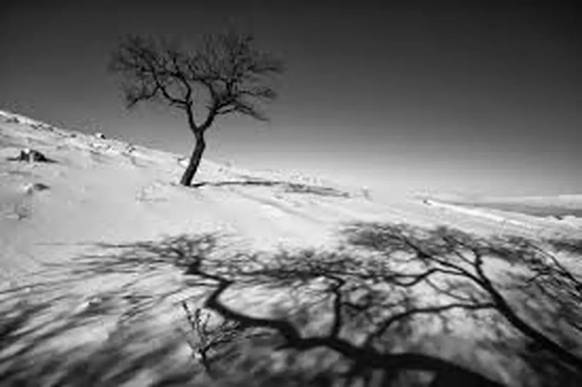 عکس‌های سیاه‌وسفید درختان از عکس‌های ثبت‌شده علی شکری