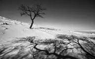 عکس‌های سیاه‌وسفید درختان از عکس‌های ثبت‌شده علی شکری
