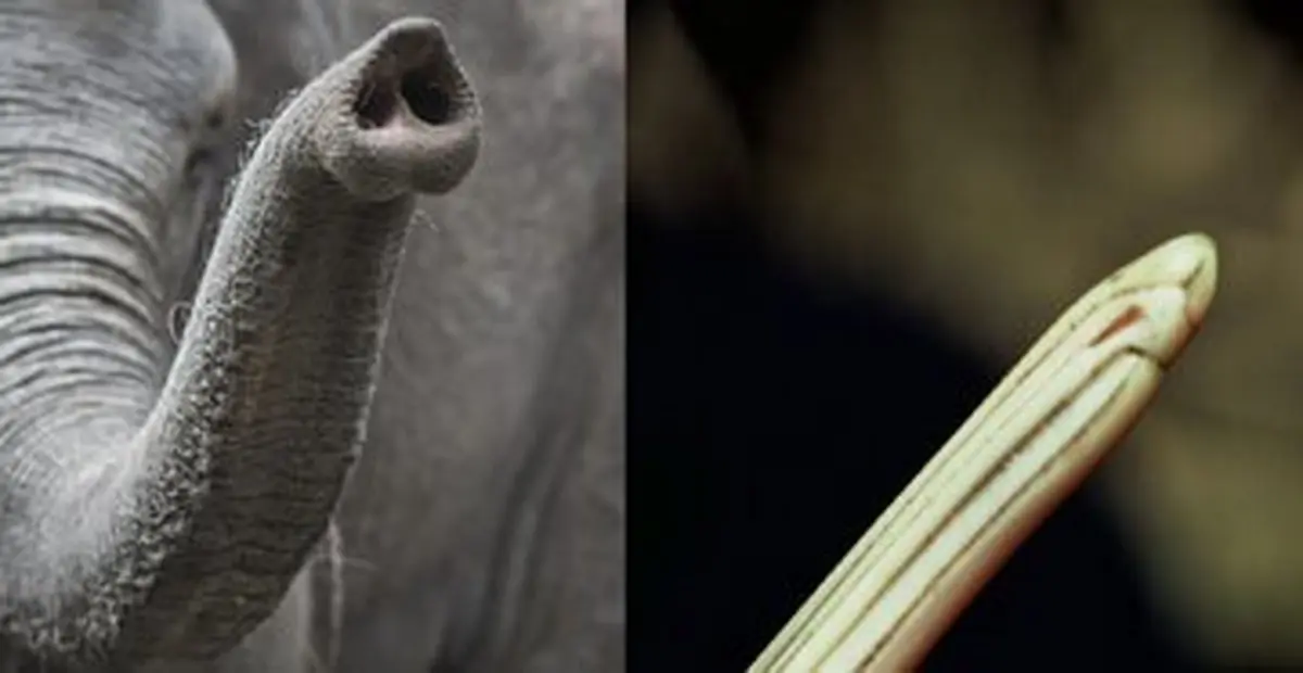 کشف یک پرنده عجیب با خرطوم فیل! + عکس