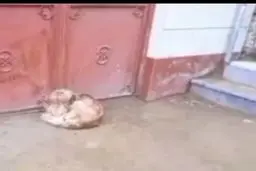 پناه بردن گرگ گرسنه و بیمار به درب منزل یک هموطن در بیجار+ویدئو