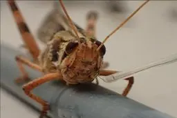 ملخ آسیایی به مراتع هیرمند هجوم آوردند