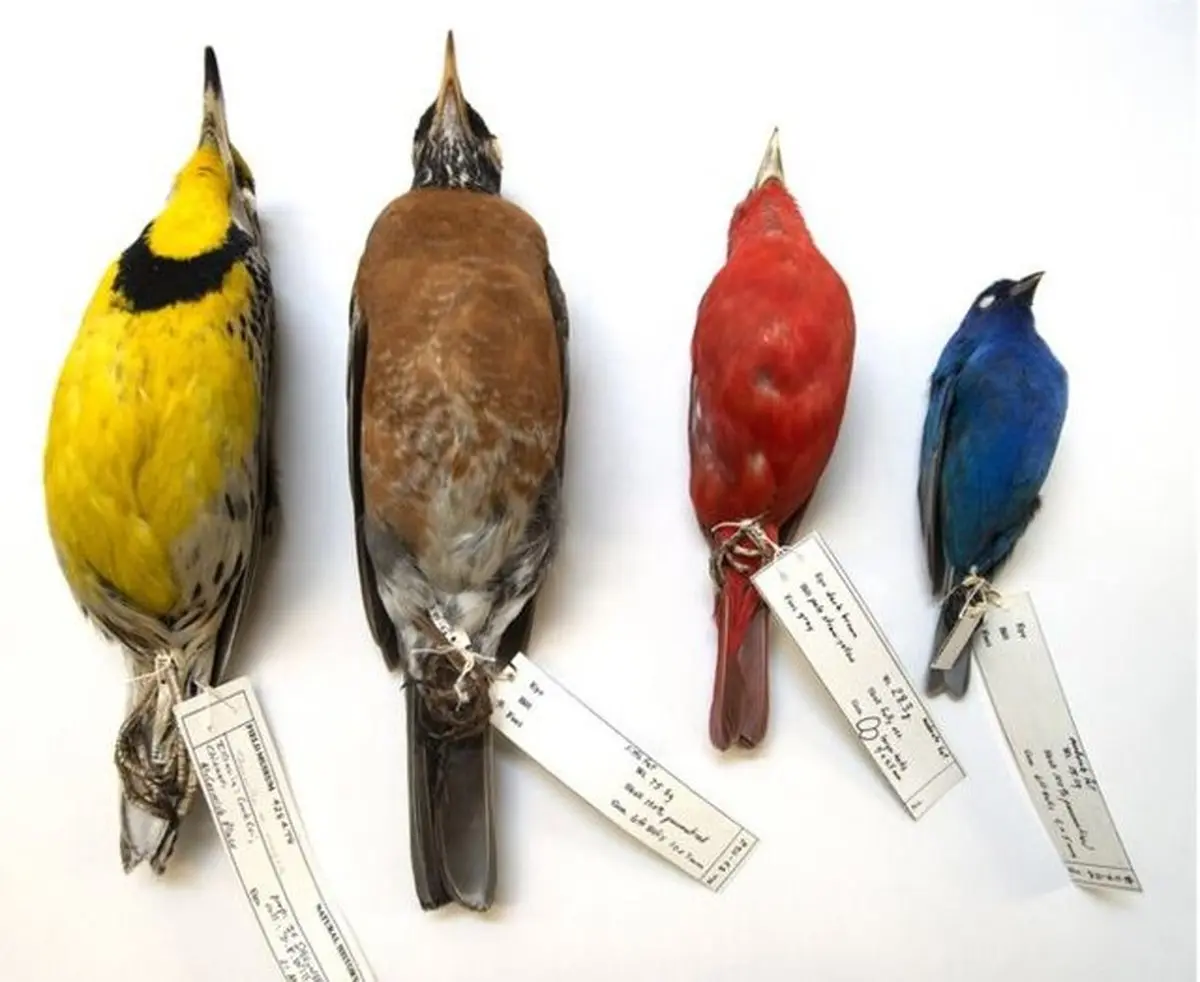 تغییرات اقلیمی عامل کوچک شدن جثه پرندگان