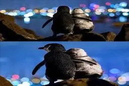 دو پنگوئن عاشق برنده جایزه "عکس اقیانوس"