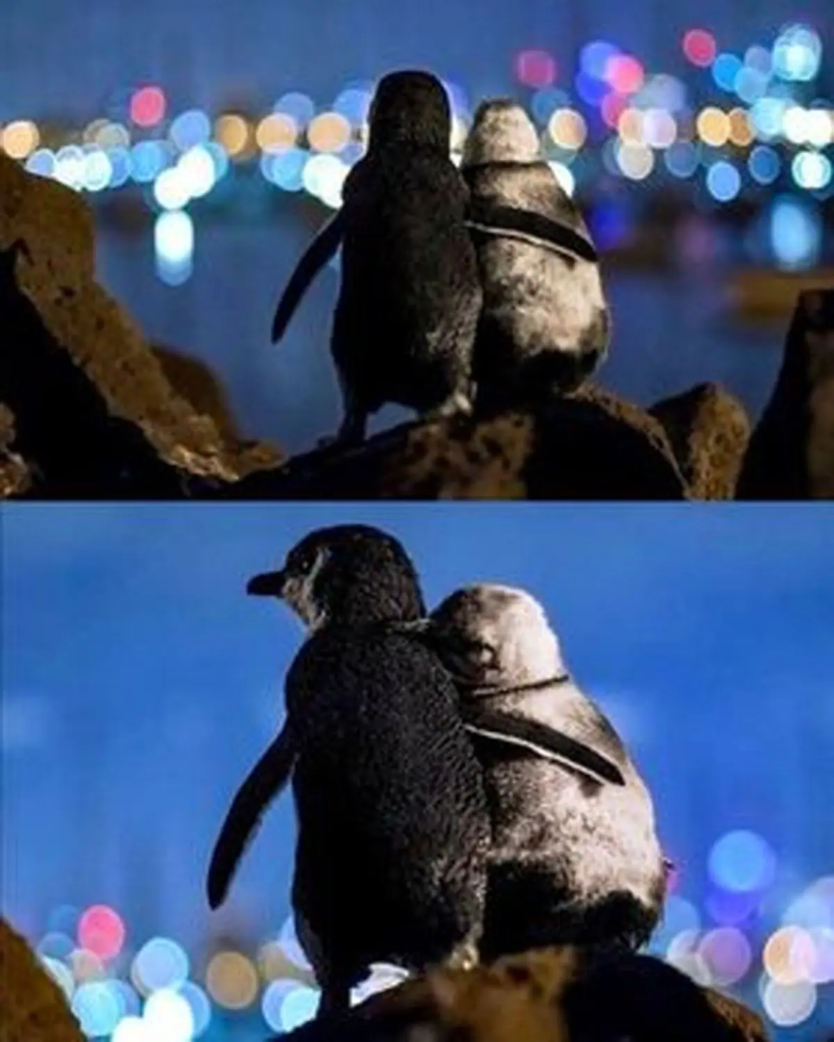 دو پنگوئن عاشق برنده جایزه "عکس اقیانوس"