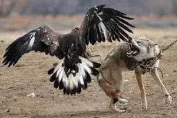 احساس غرور عقاب پس از شکار روباه!+ویدئو 
