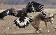 احساس غرور عقاب پس از شکار روباه!+ویدئو 

