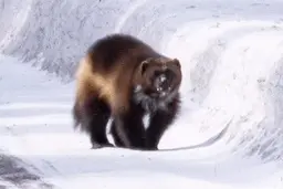 مشاهده یک گرگینه نادر توسط پدر و دختر ۹ ساله‌اش! + ویدئو