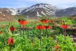 برف بهاری در میانه شکوفه‌ها | دشت لاله‌های واژگون کردستان عراق سفیدپوش شد +ویدئو