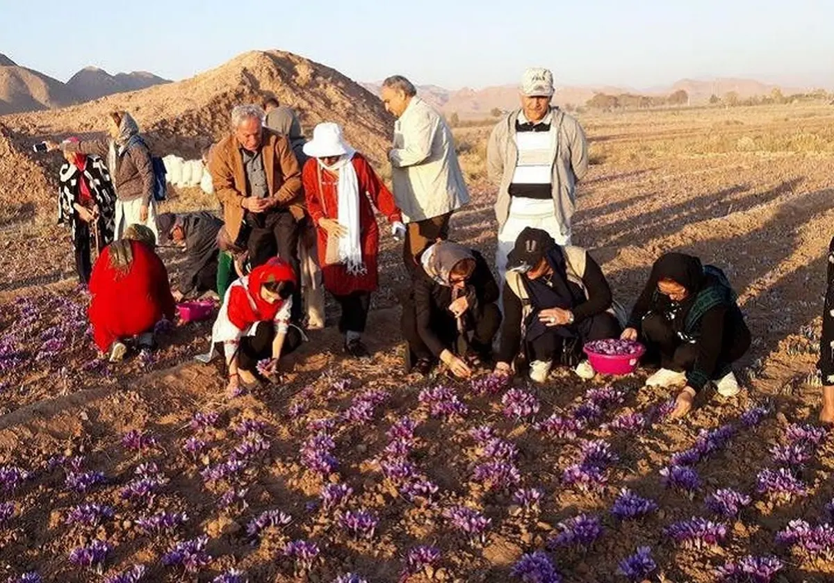 زرشک و زعفران گردشگران خارجی را به شرق ایران کشاند