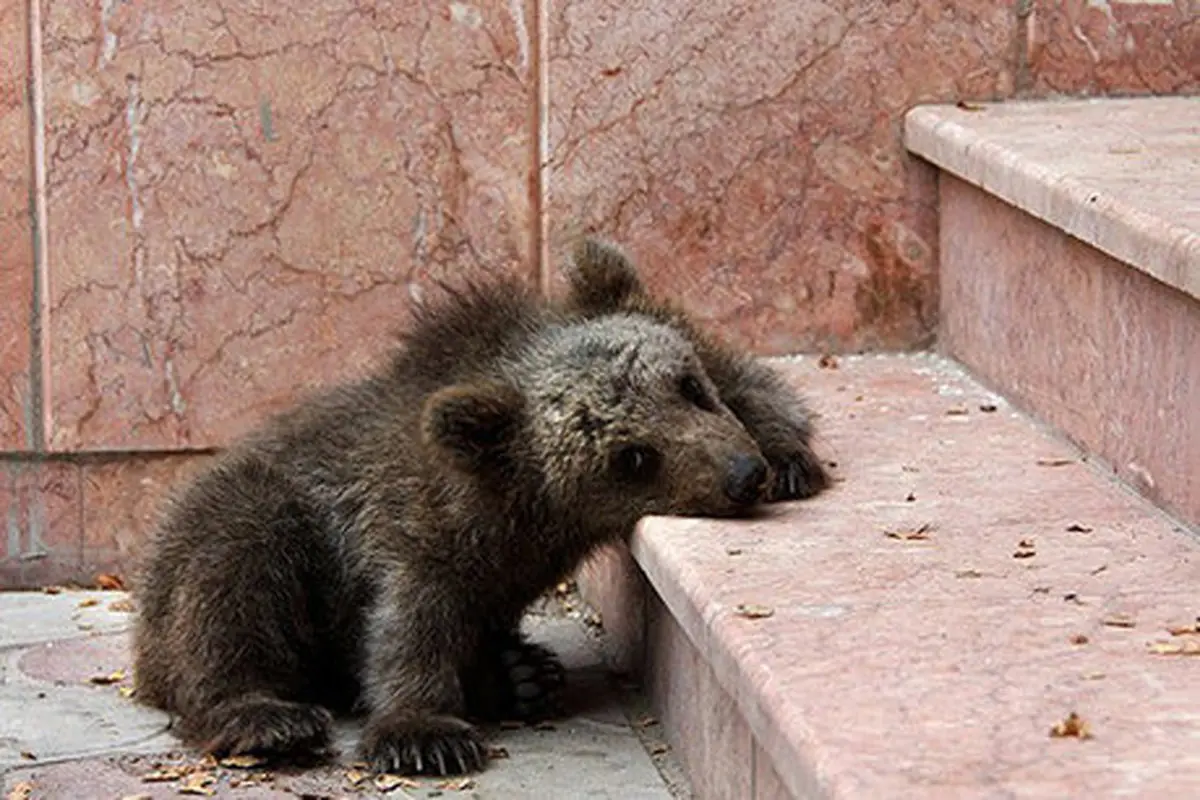 مسئول پارک ملی گلستان درباره مرگ توله خرس اطلاعات نادرست داده بود
