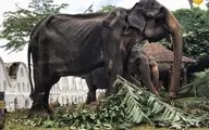 رفتار ظالمانه با فیلِ در حال مرگ