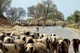 قیمت دام زنده در تهران برای عید قربان تعیین شد