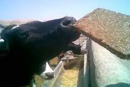 افزایش قیمت دام و علوفه