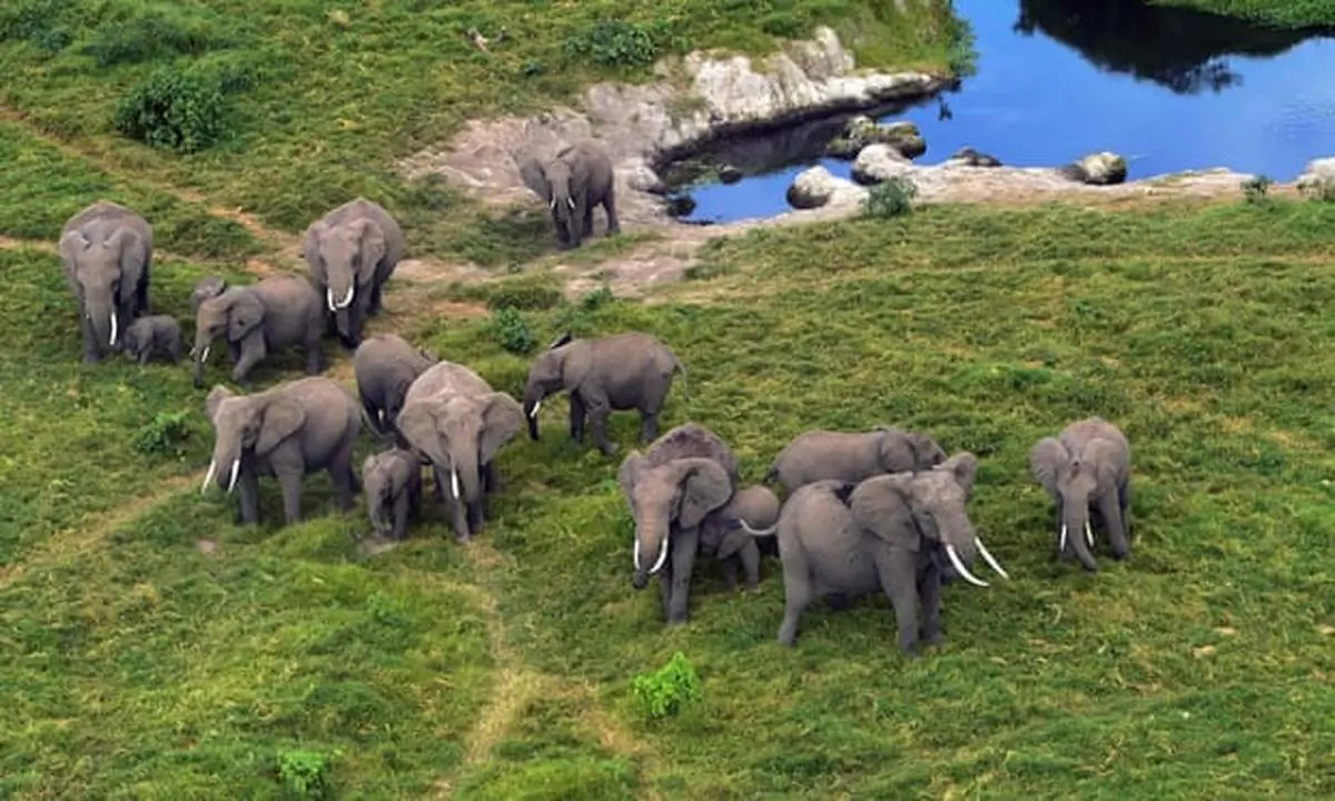 ممنوعیت خرید و فروش بچه فیل‌ برای باغ‌وحش/ مخالفت آمریکا و زیمباوه