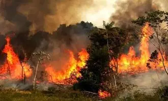 در سوگ جنگل‌های سوخته الیت؛ دکتر الناز نجفی: «کی دوباره اهل این سرزمین می‌شویم؟»