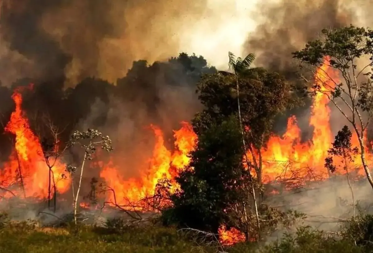 در سوگ جنگل‌های سوخته الیت؛ دکتر الناز نجفی: «کی دوباره اهل این سرزمین می‌شویم؟»