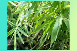 تست : چشمان قدرتمندی دارید؟ | وارد این چالش شوید! + تصویر