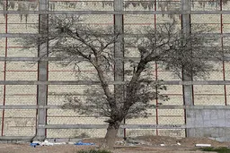 درختان قربانی شده درتوسعه شهری قم 