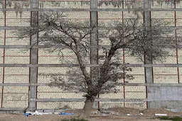 درختان قربانی شده درتوسعه شهری قم 