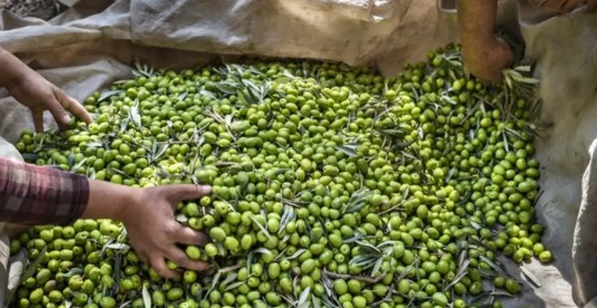 
قیمت زیتون ۱۵۰ درصد افزایش یافت
