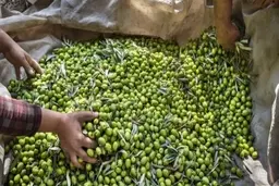 
قیمت زیتون ۱۵۰ درصد افزایش یافت
