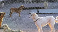 مجازات سگ‌گردانی افزایش پیدا می کند | هشدار جدی به دارندگان سگ